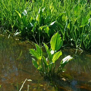 Частуха (Alisma Plantago) – растение для водоемов