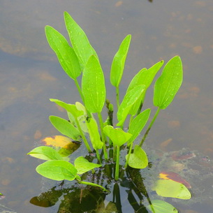 Частуха (Alisma Plantago) – растение для водоемов