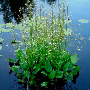 Частуха (Alisma Plantago) – растение для водоемов