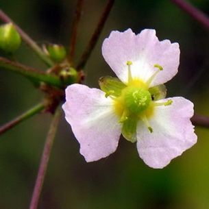 Частуха (Alisma Plantago) – растение для водоемов