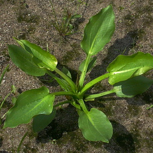 Частуха (Alisma Plantago) – растение для водоемов