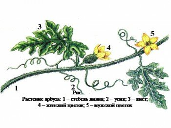Растение арбуза