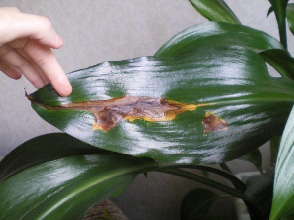 пятно на листе эухариса