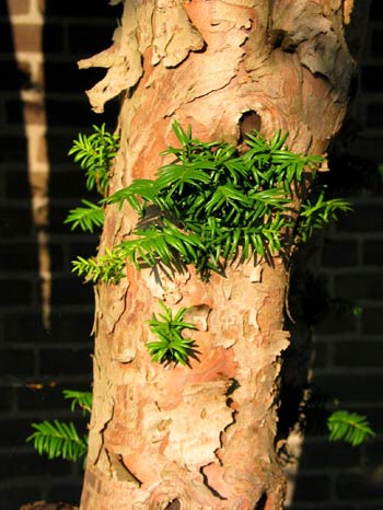 Тис (Taxus)