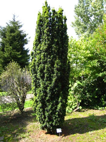 Тис (Taxus)