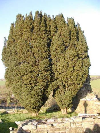 Тис (Taxus)