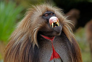 Gelada.jpg