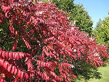 220px-Rhus in Fall, Wisconsin.jpg