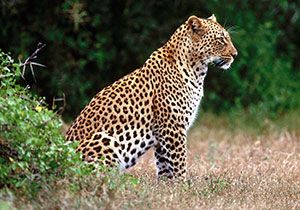 Leopard.jpg