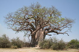 265px-Adansonia digitata MS 10040.jpg