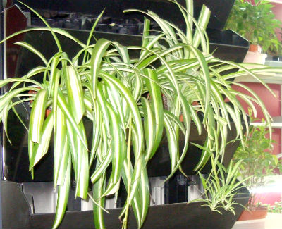 chlorophytum-2