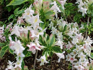 Weigela