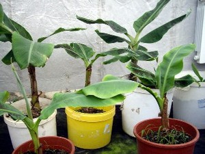 Молодые растения