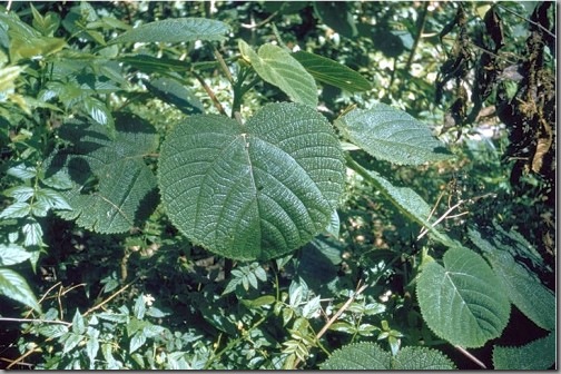 гигантское жгучее дерево лапортея (Laportea gigas, Gympie Gympie, Dendrocnide moroides)