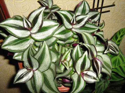 normal_Tradescantia_030