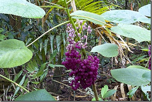 гигантское жгучее дерево лапортея (Laportea gigas, Gympie Gympie, Dendrocnide moroides)