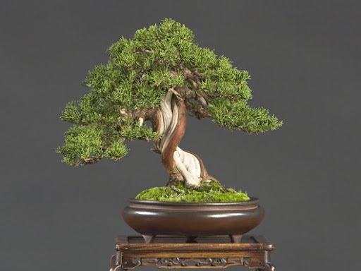 Bay Island Bonsai 2008