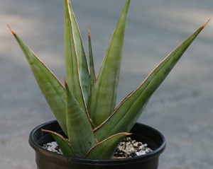 sansevieria_pinguicula1_1