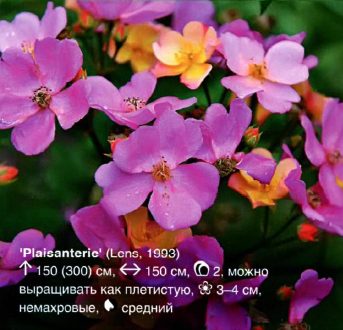 Plaisanteric