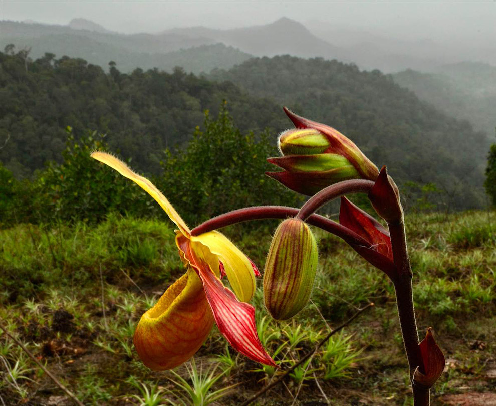 Орхидея (Phragmipedium lindleyanum)