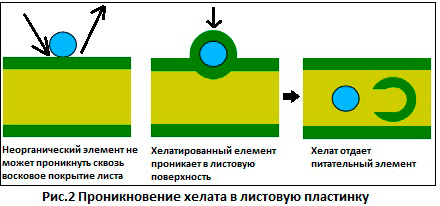 Хелаты