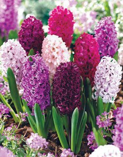 Hyacinth