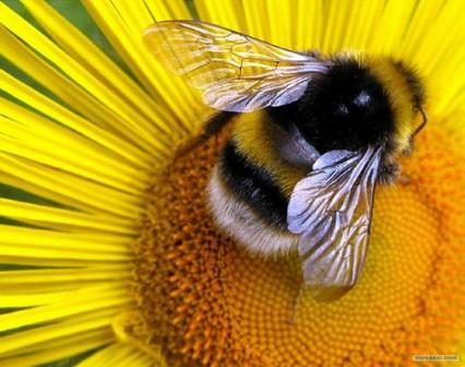 Шмель как и пчела опыляетцветки растений