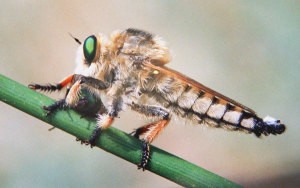насекомое энтомофанг кк средство биологической защиты растений