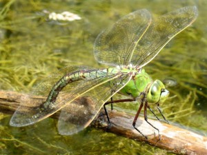 Сьрекозы уничтожают комаров водных червей