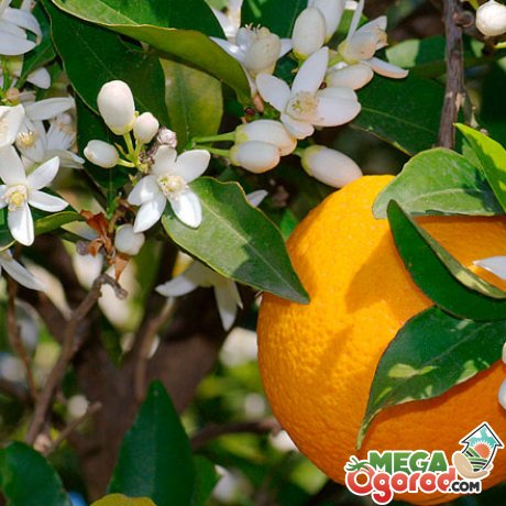 Выращивание апельсинов в домашних условиях