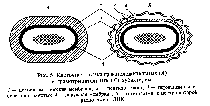 Строение клеточной стенки