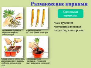 Вегетативное размножение презентация по биологии