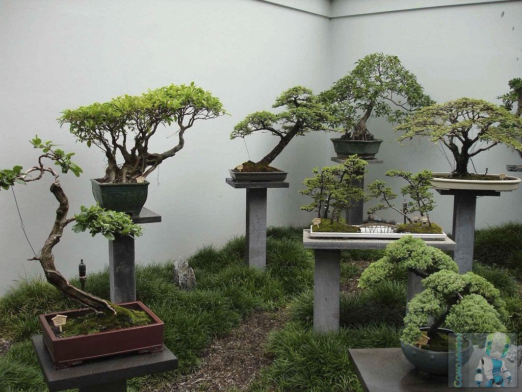 дерево бонсай