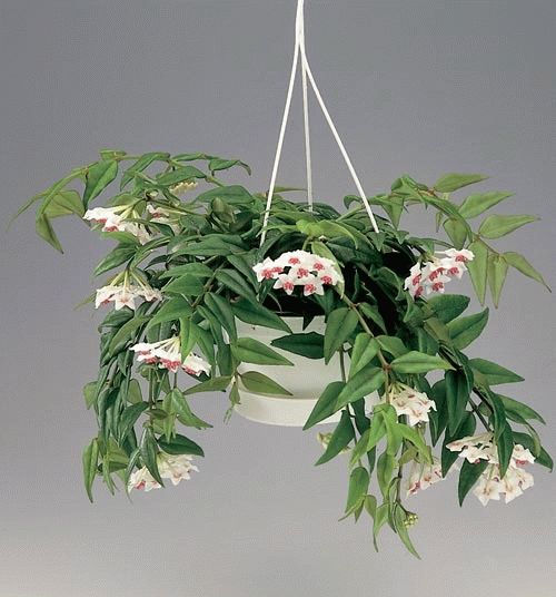 хойя пересадка