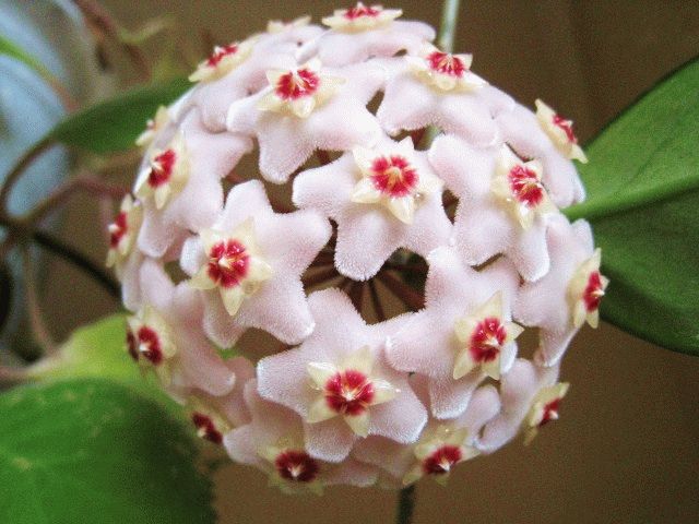 хойя выращивание уход