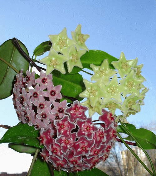 расцветка хойи