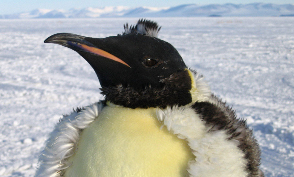 императорский пингвин, фото