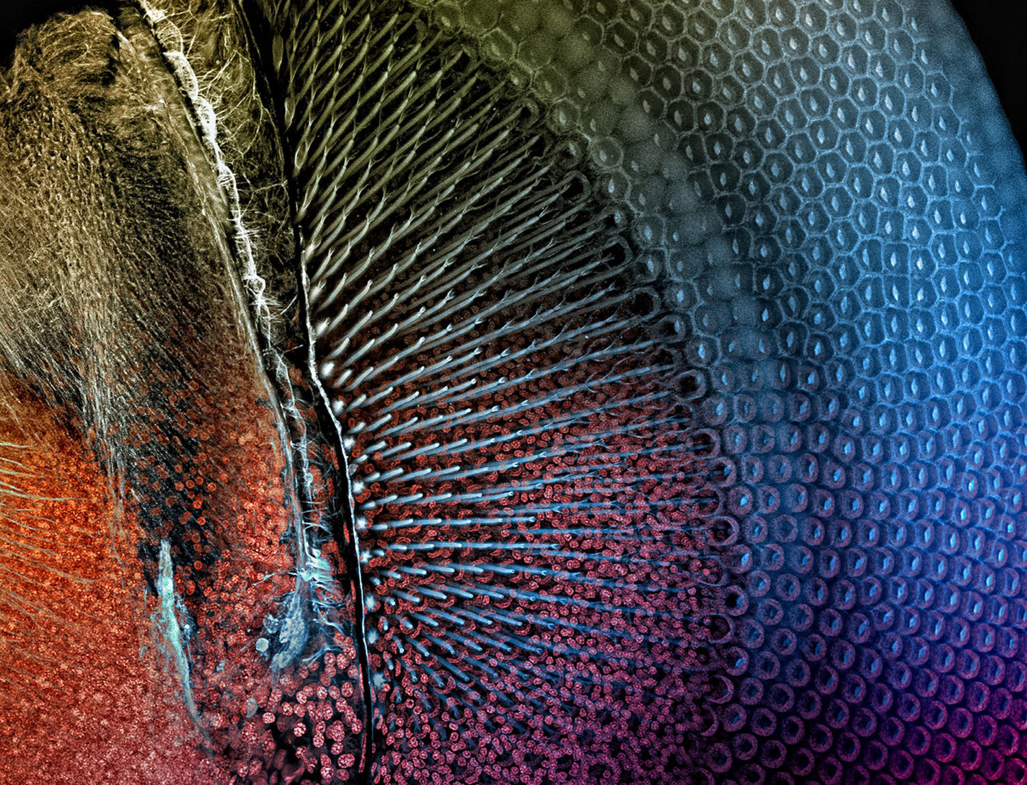 Глаз стрекозы под микроскопом, фото