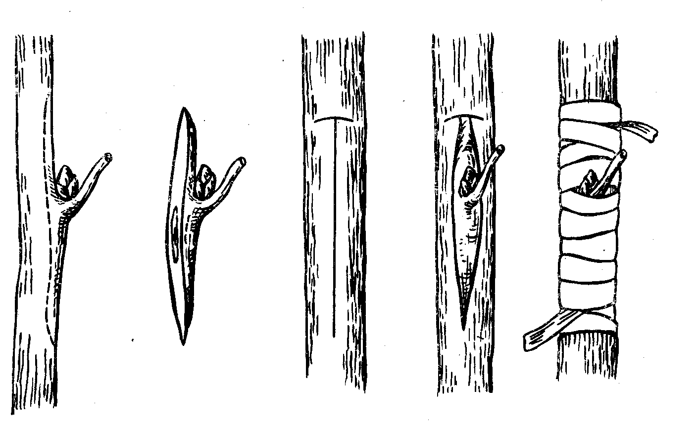 Сад: Блог им. rybakma1: Прививка плодовых деревьев: способы и сроки