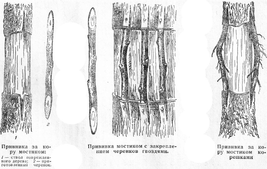 Сад: Прививка плодовых деревьев: способы и сроки