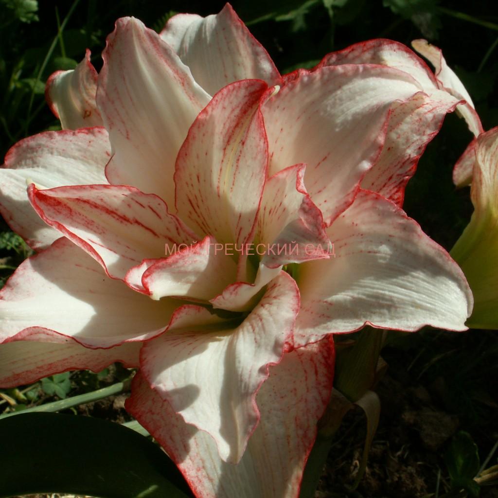 весеннецветущие луковичные для сада в Греции Гипеаструм (Hippeastrum) фото