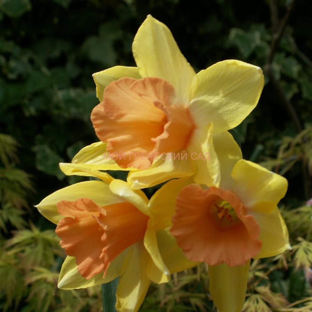 фото весеннецветущие луковичные для греческого сада Нарциссы (Narcissus)