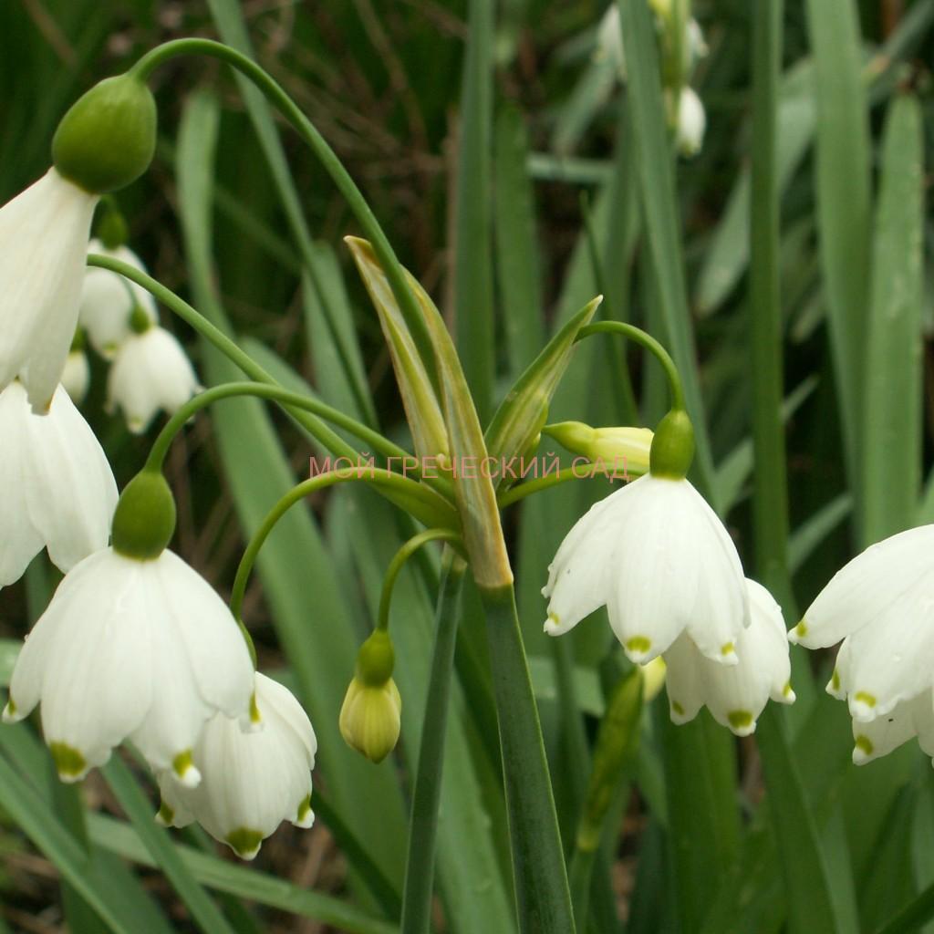 Белоцветник (Leucojum) для сада в Греции фото