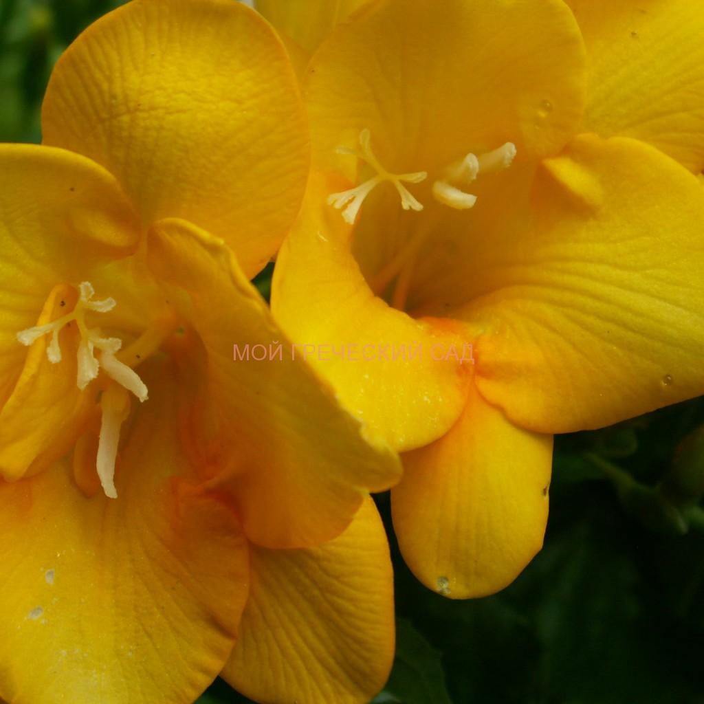 Луковичное растение Фрезия (Freesia) фото