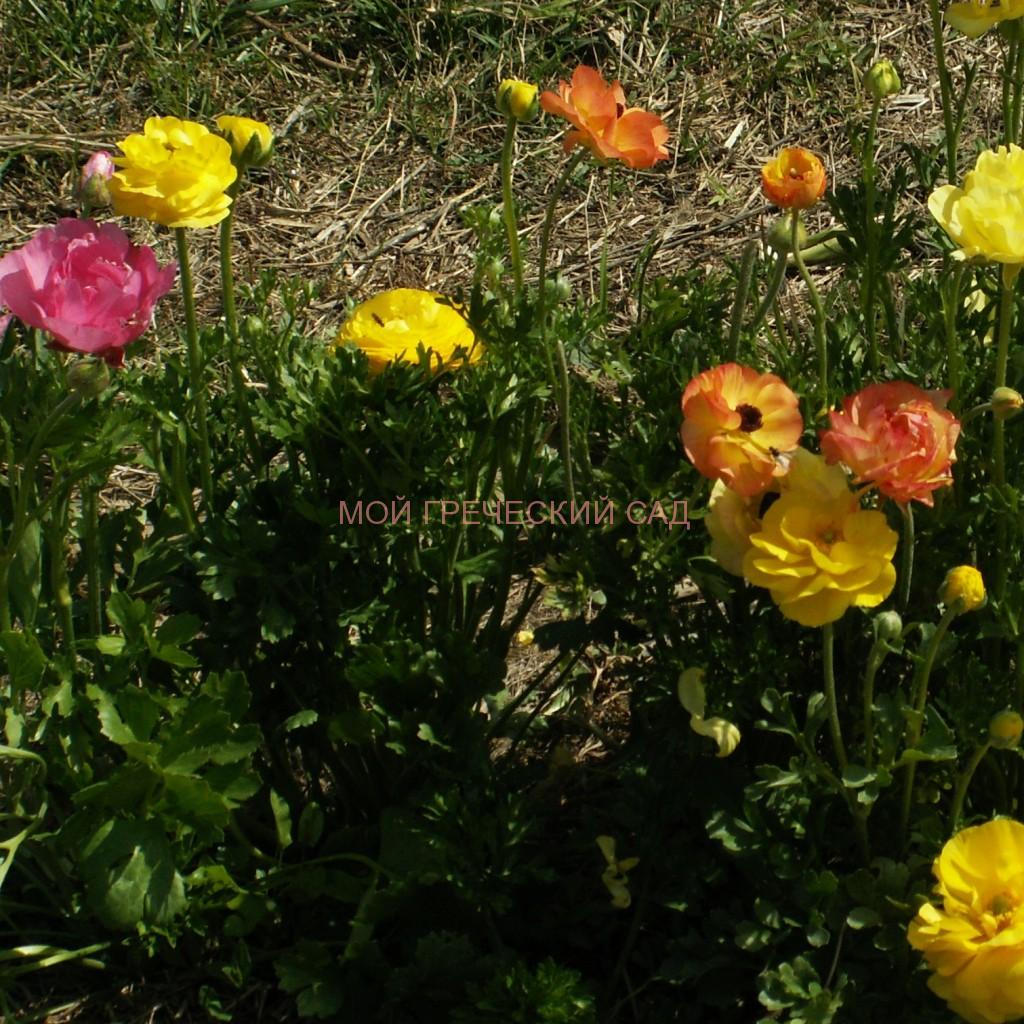 греческий сад Лютики (Ranúnculus) фото