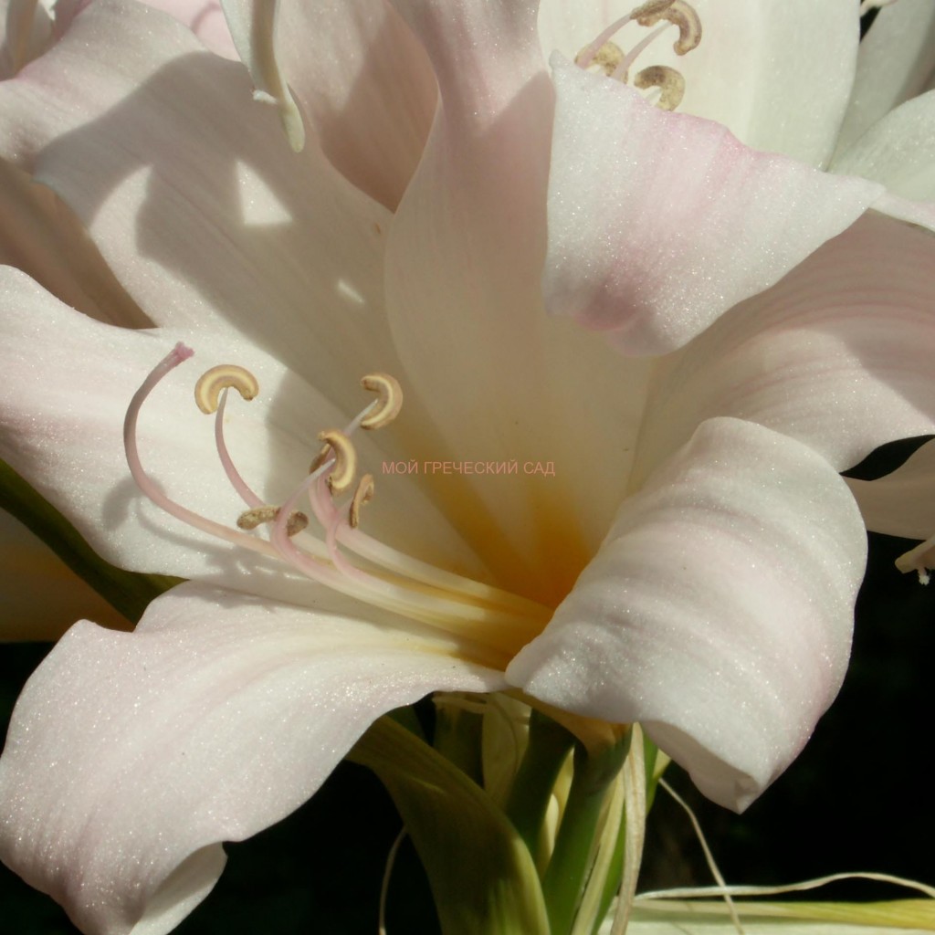 Амариллис прекрасный (Amaryllis belladonna) фото