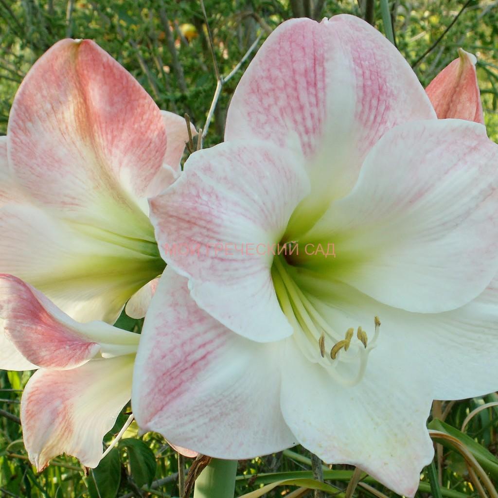 Гиппеаструм (Hippeastrum), растения семейства амарилисовых фото