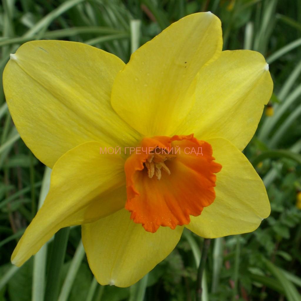 амариллисовые Нарцисс (Narcissus) фото