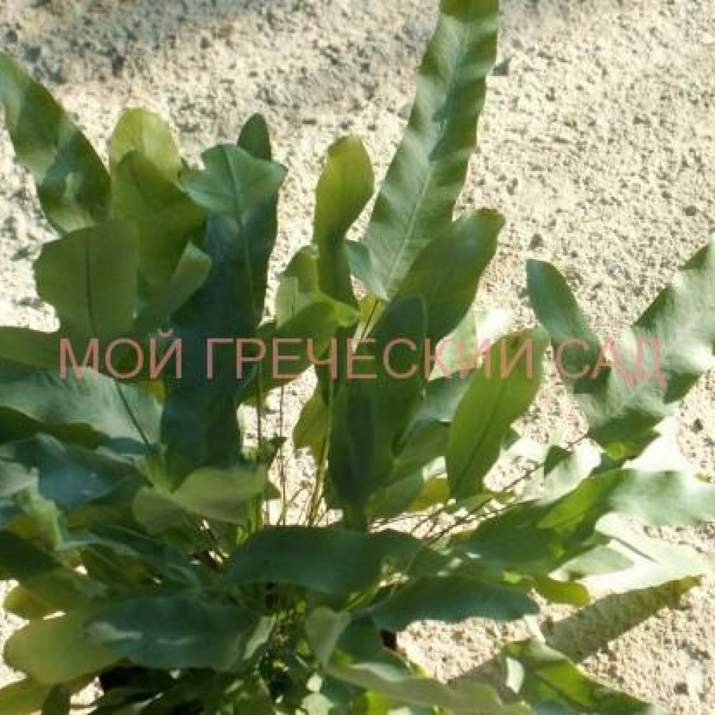 папоротникиПолиподиумы (Polypodium L.)