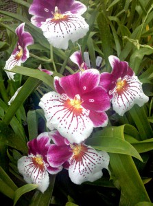 Орхидея мильтониопсис Miltoniopsis